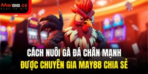 cách nuôi gà đá chân mạnh