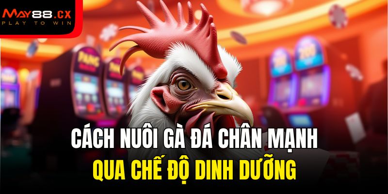 Cách nuôi gà đá chân mạnh qua chế độ dinh dưỡng